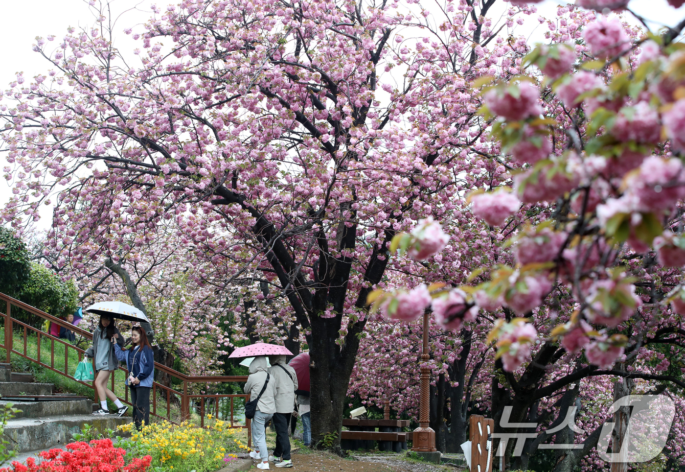 (부산=뉴스1) 윤일지 기자 = 지구의 날인 22일 오후 봄비가 내리는 부산 중구 민주공원에서 우산을 쓴 외국인 관광객들이 활짝 핀 겹벚꽃을 감상하고 있다. 2025.4.22/뉴스 …