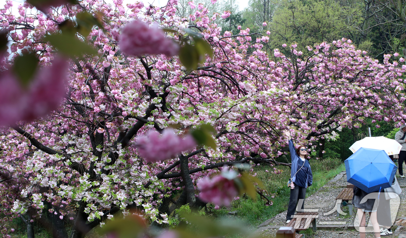 (부산=뉴스1) 윤일지 기자 = 지구의 날인 22일 오후 봄비가 내리는 부산 중구 민주공원에서 우산을 쓴 외국인 관광객들이 활짝 핀 겹벚꽃을 감상하며 사진을 찍고 있다.  2025 …