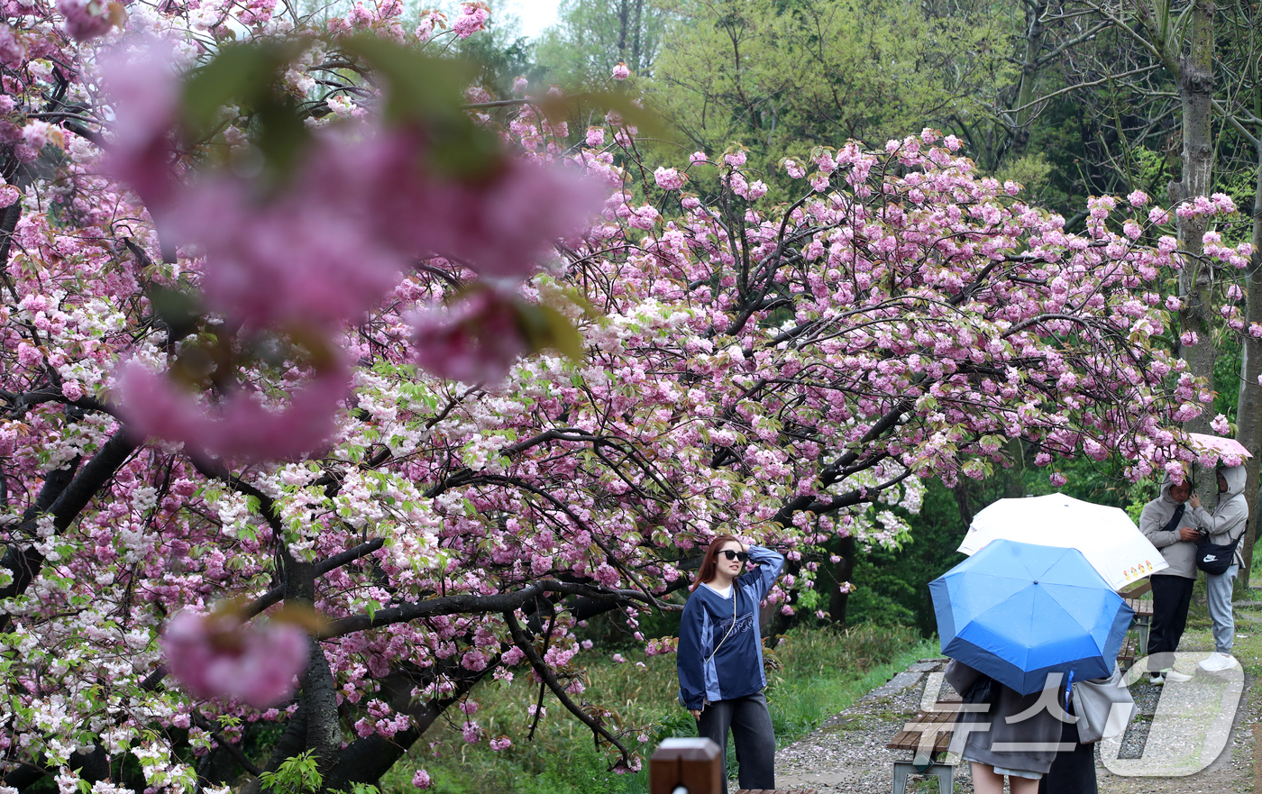 (부산=뉴스1) 윤일지 기자 = 지구의 날인 22일 오후 봄비가 내리는 부산 중구 민주공원에서 우산을 쓴 외국인 관광객들이 활짝 핀 겹벚꽃을 감상하며 사진을 찍고 있다.  2025 …