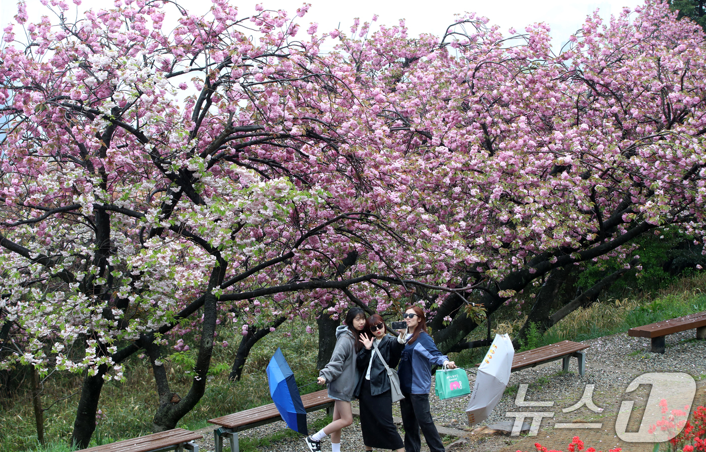 (부산=뉴스1) 윤일지 기자 = 지구의 날인 22일 오후 봄비가 내리는 부산 중구 민주공원에서 우산을 쓴 외국인 관광객들이 활짝 핀 겹벚꽃을 감상하며 사진을 찍고 있다.  2025 …