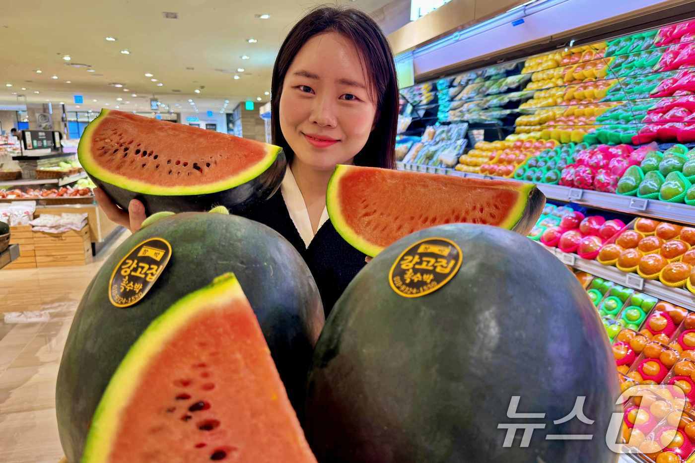 (서울=뉴스1) = 롯데백화점이 오는 30일까지 본점과 잠실점을 비롯한 수도권 전점에서 함안 강고집 흑피수박을 판매한다고 22일 밝혔다.모델이 22일 서울 중구 롯데백화점 본점에서 …