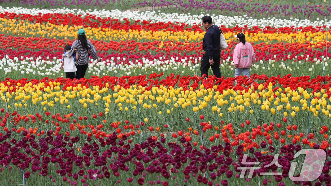 (대구=뉴스1) 공정식 기자 = 23일 오후 대구 달서구 테마파크 이월드를 찾은 시민들이 유럽식 정원을 연상케 하는 약 3만3057㎡(1만 평) 규모의 포시즌가든에 곱게 핀 튤립 …