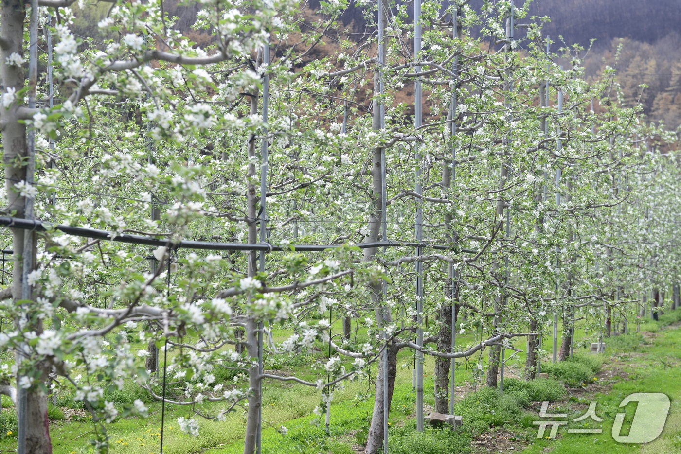본문 이미지 - 23일 경북 의성군 단촌면에 있는 한 사과농장. 나무에 흰꽃이 펴 있다.2025.4.23/뉴스1 ⓒ News1 이성덕 기자