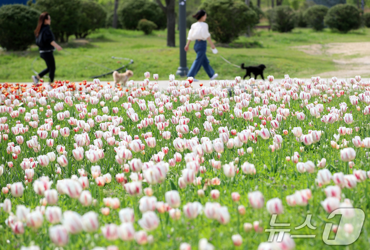 (양산=뉴스1) 윤일지 기자 = 완연한 봄날씨를 보인 23일 오후 경남 양산시 물금읍 황산공원에 활짝 핀 튤립이 눈길을 끌고 있다.  2025.4.23/뉴스1