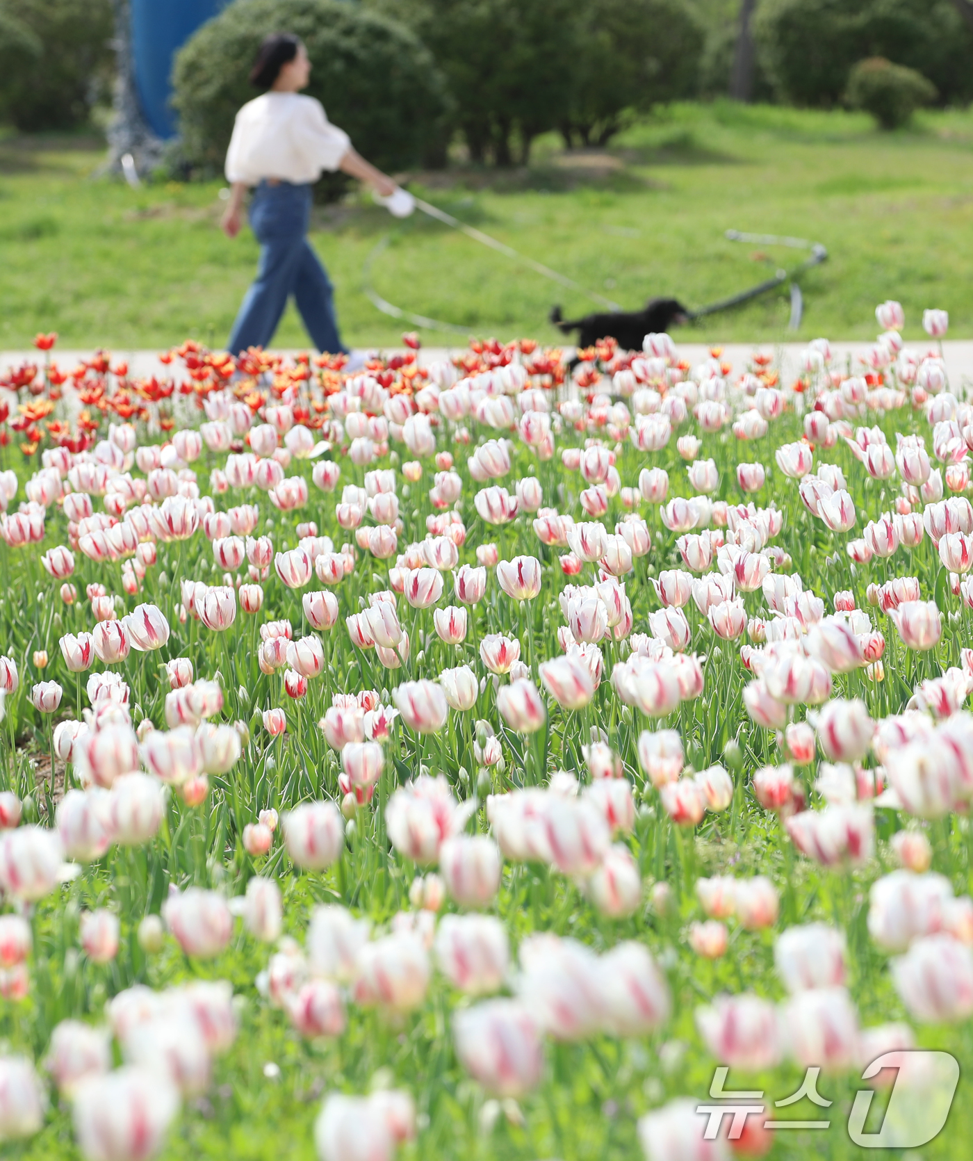 (양산=뉴스1) 윤일지 기자 = 완연한 봄날씨를 보인 23일 오후 경남 양산시 물금읍 황산공원에 활짝 핀 튤립이 눈길을 끌고 있다.  2025.4.23/뉴스1