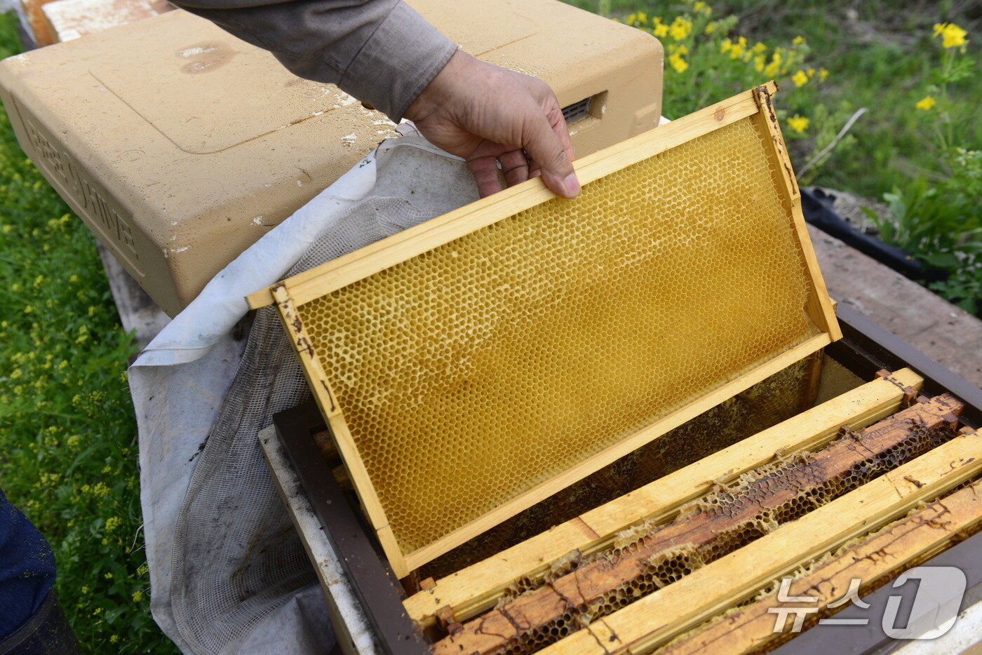 본문 이미지 - 23일 경북 의성군 단촌면에 있는 한 사과농장. 농장 주인 A씨가 키우고 있던 벌꿀이 때죽음 당해 빈통이다. 2025.4.23/뉴스1 ⓒ News1 이성덕 기자