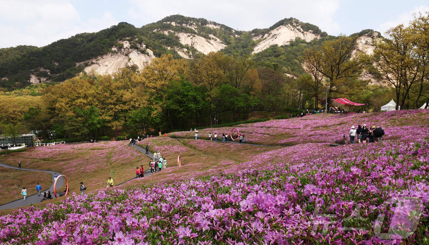 (서울=뉴스1) = 2025 불암산 철쭉제가 한창인 23일 오후 서울 노원구 불암산 힐링타운 철쭉동산을 찾은 시민들이 만개한 철쭉을 감상하고 있다. (노원구 제공.재판매 및 DB금 …