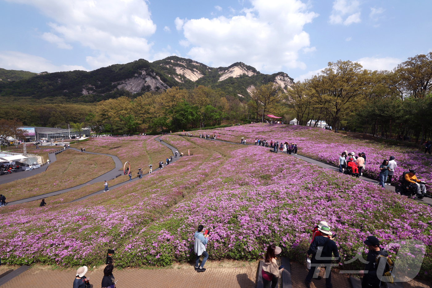 (서울=뉴스1) = 2025 불암산 철쭉제가 한창인 23일 오후 서울 노원구 불암산 힐링타운 철쭉동산을 찾은 시민들이 만개한 철쭉을 감상하고 있다. (노원구 제공.재판매 및 DB금 …