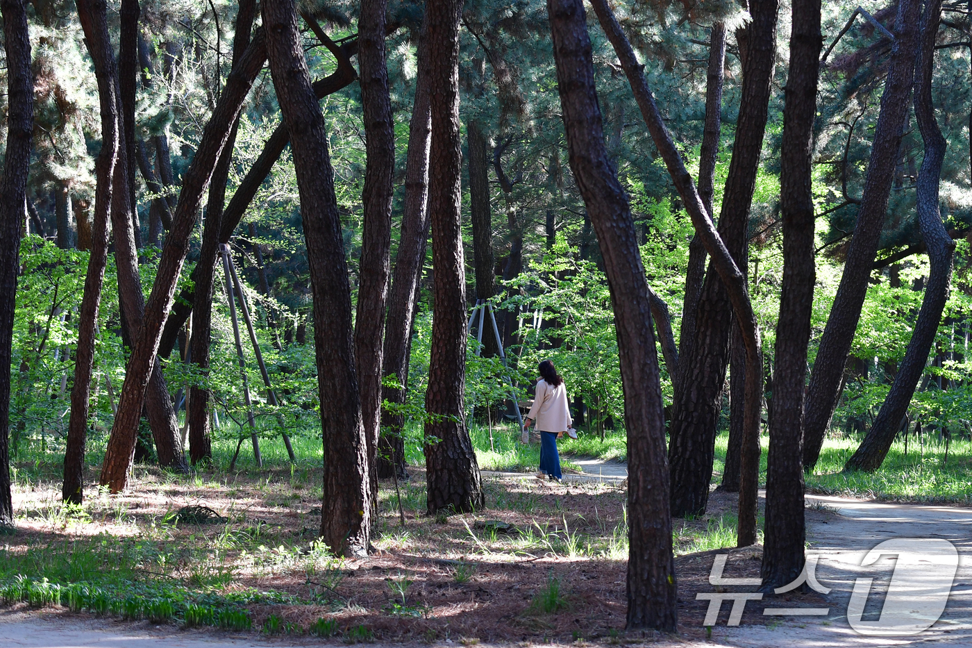 (포항=뉴스1) 최창호 기자 = 24일 오전 경북 포항시 송도동 송림테마거리에서 한 시민이 소나무길을 따라 산책하고 있다. 2025.4.24/뉴스1