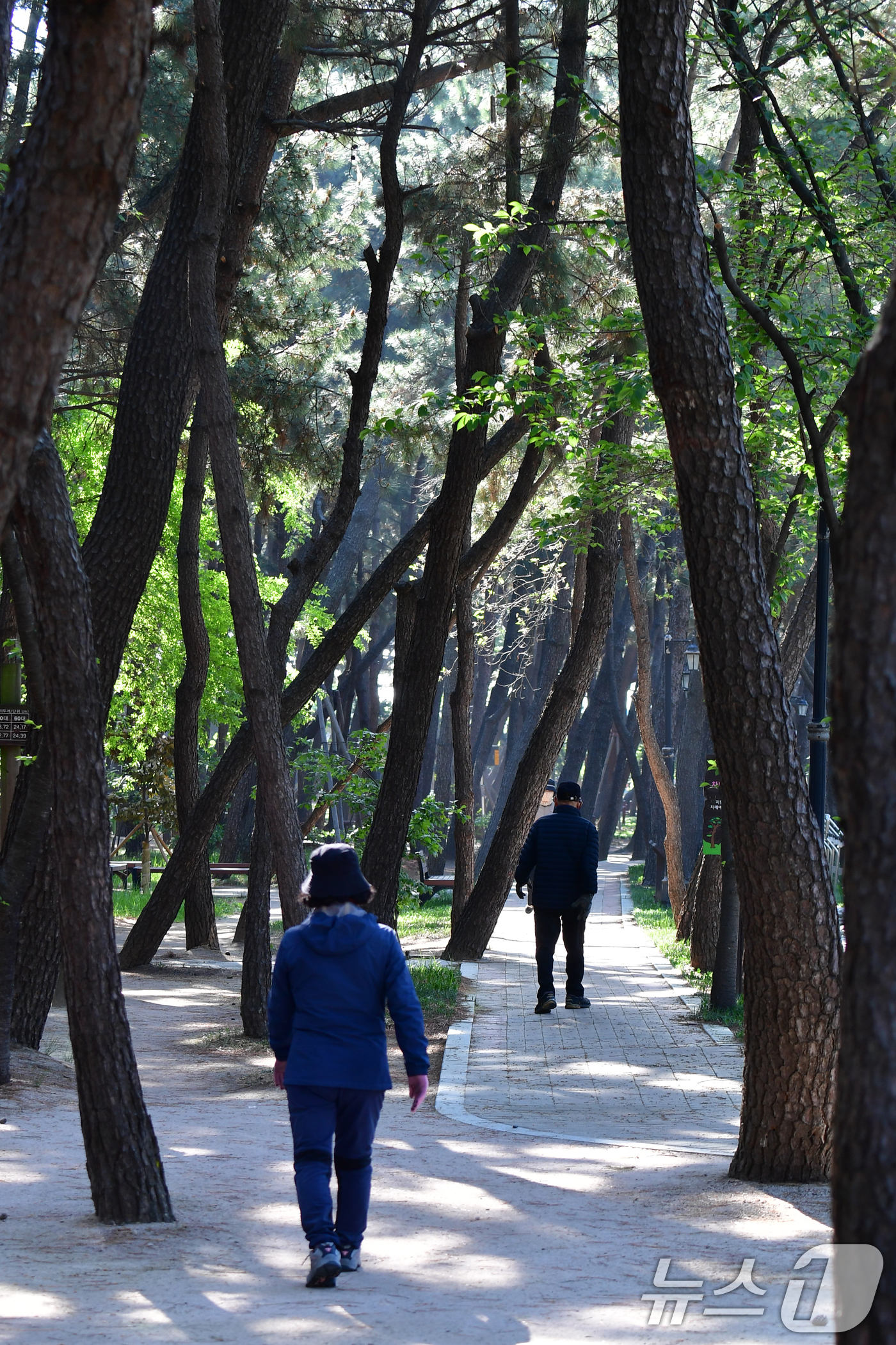 (포항=뉴스1) 최창호 기자 = 24일 오전 경북 포항시 송도동 송림테마거리에서 시민들이 소나무길을 따라 산책하고 있다. 2025.4.24/뉴스1