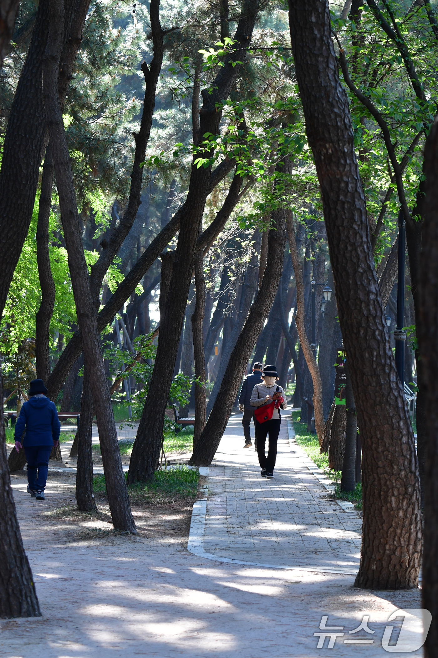 (포항=뉴스1) 최창호 기자 = 24일 오전 경북 포항시 송도동 송림테마거리에서 시민들이 소나무길을 따라 산책하고 있다.  2025.4.24/뉴스1