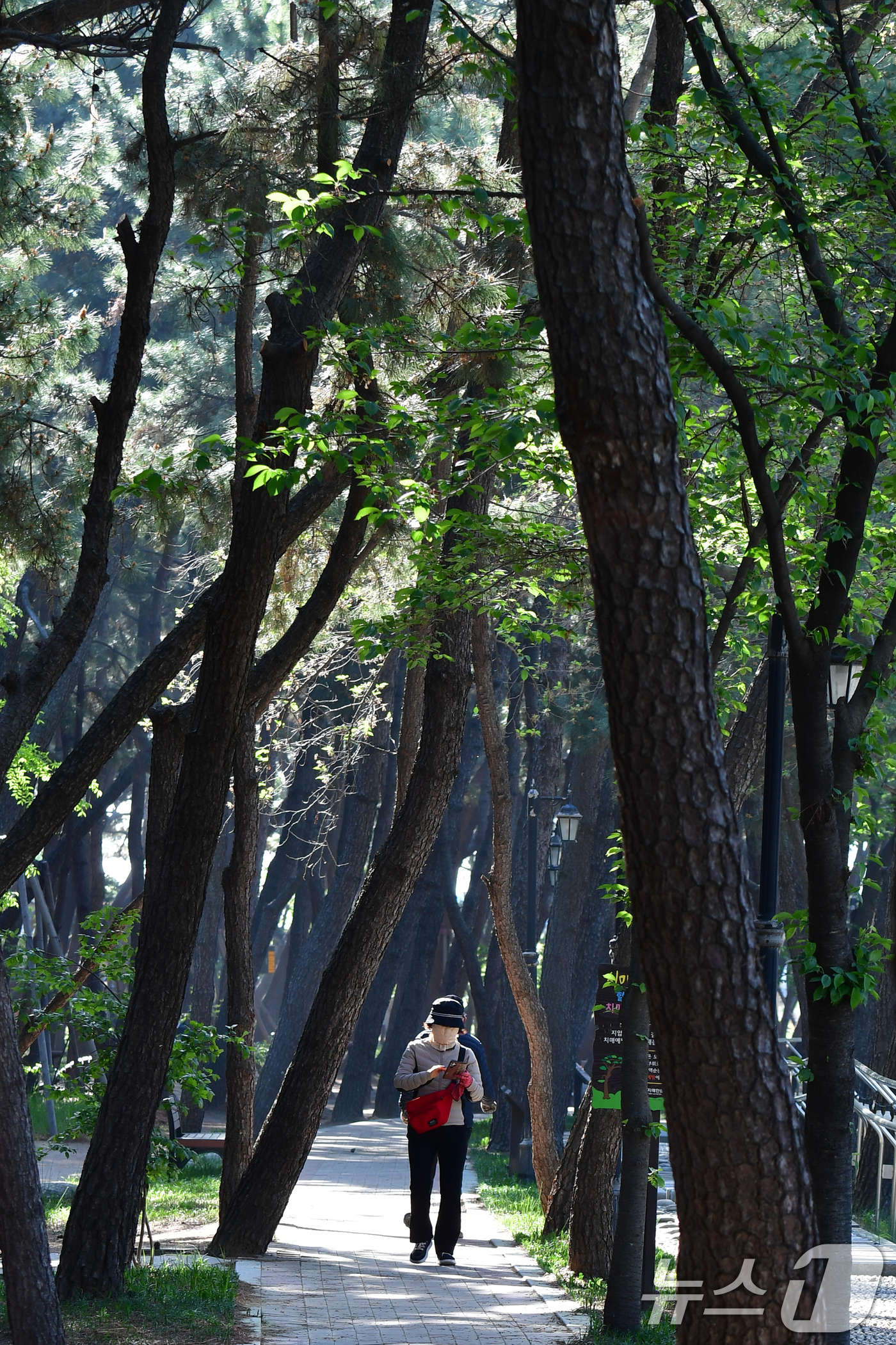 (포항=뉴스1) 최창호 기자 = 24일 오전 경북 포항시 송도동 송림테마거리에서 시민들이 소나무길을 따라 산책하고 있다. 2025.4.24/뉴스1