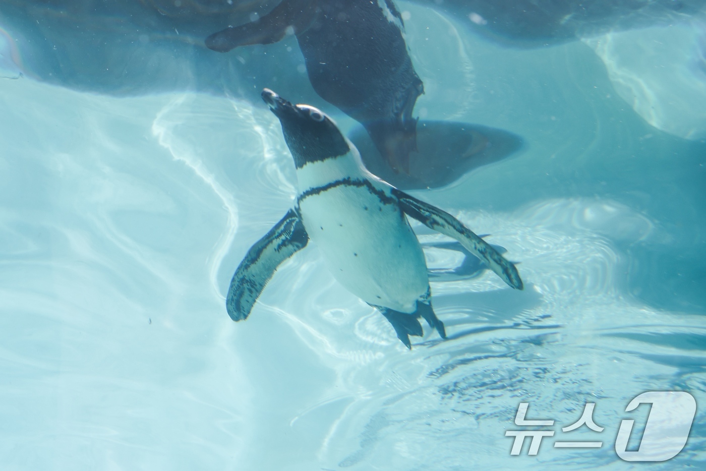 (서울=뉴스1) = 에버랜드가 세계 펭귄의 날을 하루 앞둔 24일, 멸종위기종인 펭귄과 바다 보호에 대한 메시지를 전하는 특별 프로그램을 진행한다고 밝혔다.이날 에버랜드 펭귄아일랜 …