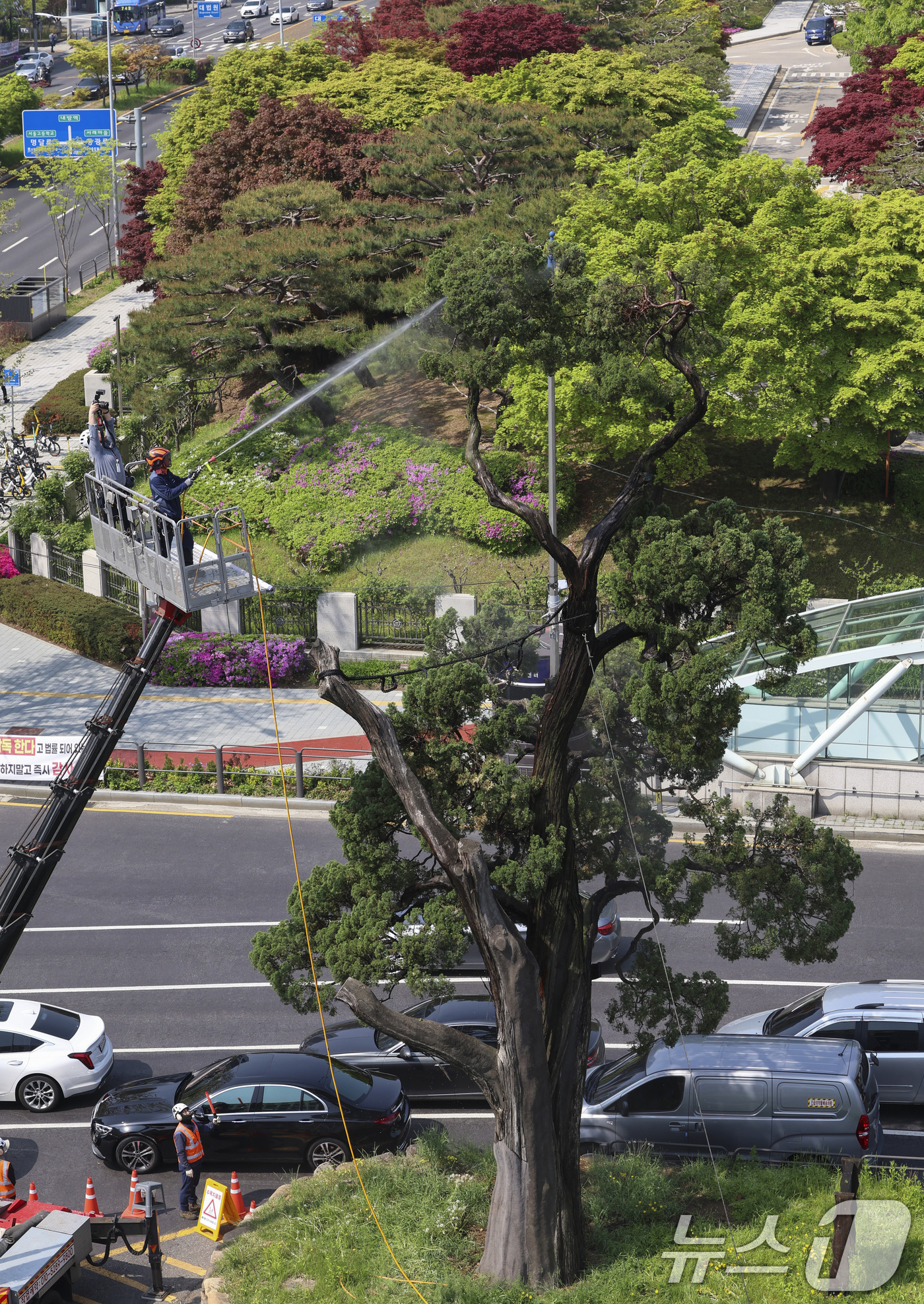 (서울=뉴스1) 김성진 기자 = 서초구 관계자들이 24일 서울 서초역사거리 중앙 녹지대에서 아시아 태평양 사법정의 허브 상징 '천년향' 물세척을 하고 있다.천년향은 서울시에서 가장 …