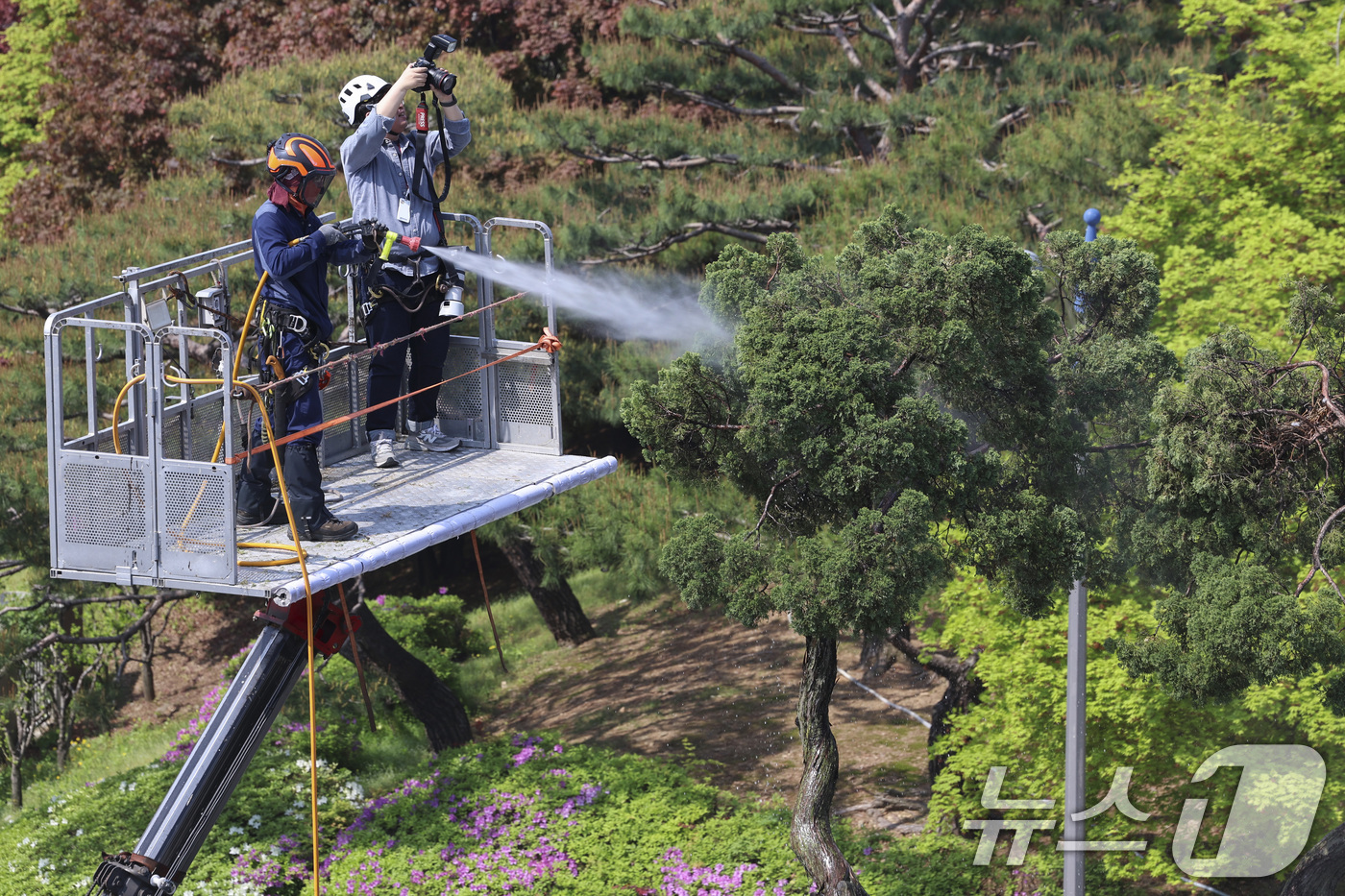 (서울=뉴스1) 김성진 기자 = 서초구 관계자들이 24일 서울 서초역사거리 중앙 녹지대에서 아시아 태평양 사법정의 허브 상징 '천년향' 물세척을 하고 있다.천년향은 서울시에서 가장 …