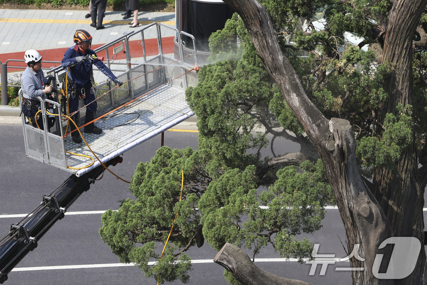 (서울=뉴스1) 김성진 기자 = 서초구 관계자들이 24일 서울 서초역사거리 중앙 녹지대에서 아시아 태평양 사법정의 허브 상징 '천년향' 물세척을 하고 있다.천년향은 서울시에서 가장 …