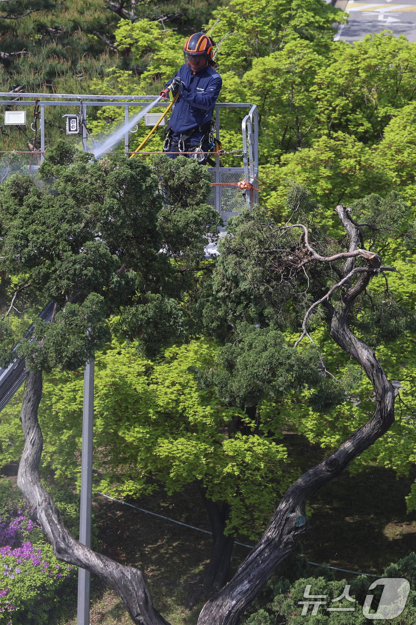 (서울=뉴스1) 김성진 기자 = 서초구 관계자들이 24일 서울 서초역사거리 중앙 녹지대에서 아시아 태평양 사법정의 허브 상징 '천년향' 물세척을 하고 있다.천년향은 서울시에서 가장 …