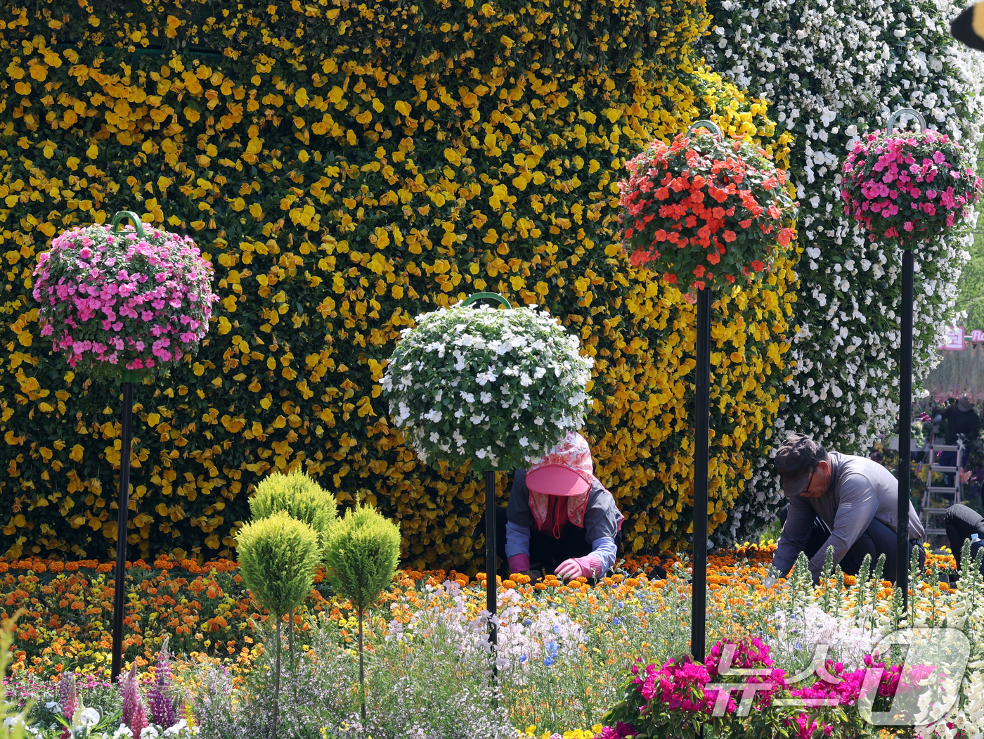 (고양=뉴스1) 황기선 기자 = '2025 고양 국제꽃박람회' 개막을 하루 앞둔 24일 경기 고양시 일산동구 일산호수공원에서 관계자들이 정원을 꾸미고 있다. 오는 25일 개막해 다 …
