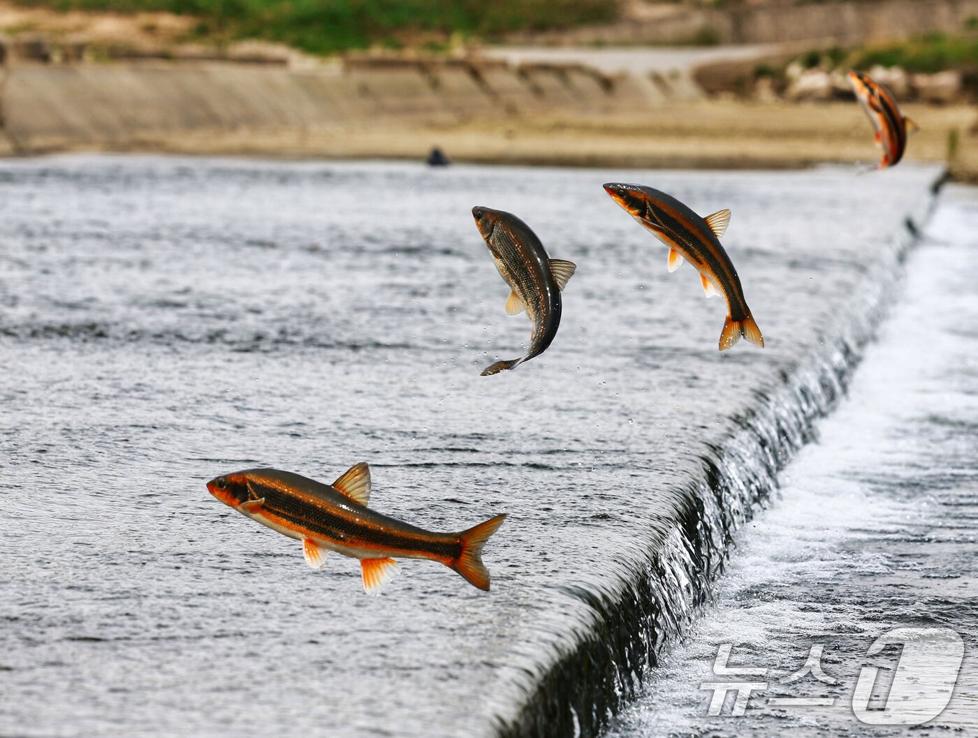 본문 이미지 - 경북 울진군 근남면 수산리 왕피천에서 황어들이 산란을 위해 상류로 올라오고 있다./뉴스1