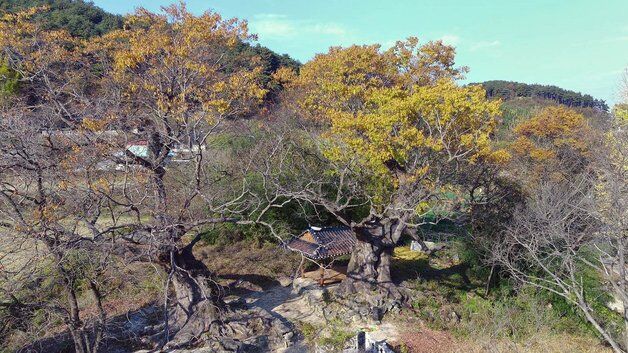 임실군, 보호수·노거수 15주 생육환경 개선 등 정비사업 추진