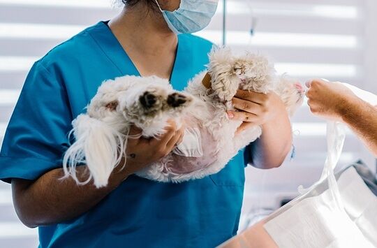 멈추지 않던 경련…반려견 '설이'를 일으킨 60일의 기적