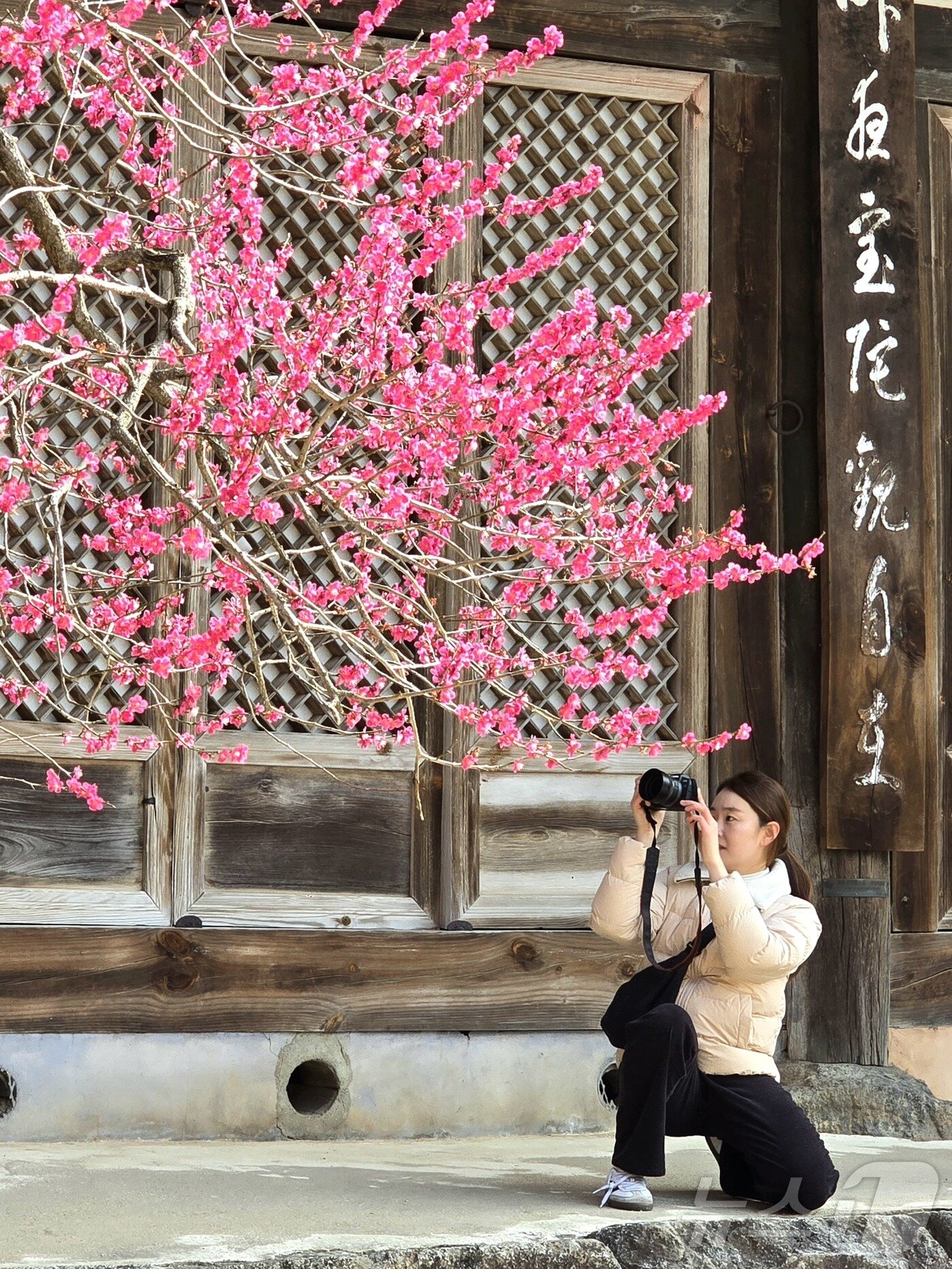 본문 이미지 - 홍매화_휴대폰사진_총무국장스님상_유진영 씨 작품 &#39;다시 봄&#39; &#40;화엄사 제공. 재판매 및 DB 금지&#41; 2025.4.25/뉴스1 ⓒ News1 포토공용 기자