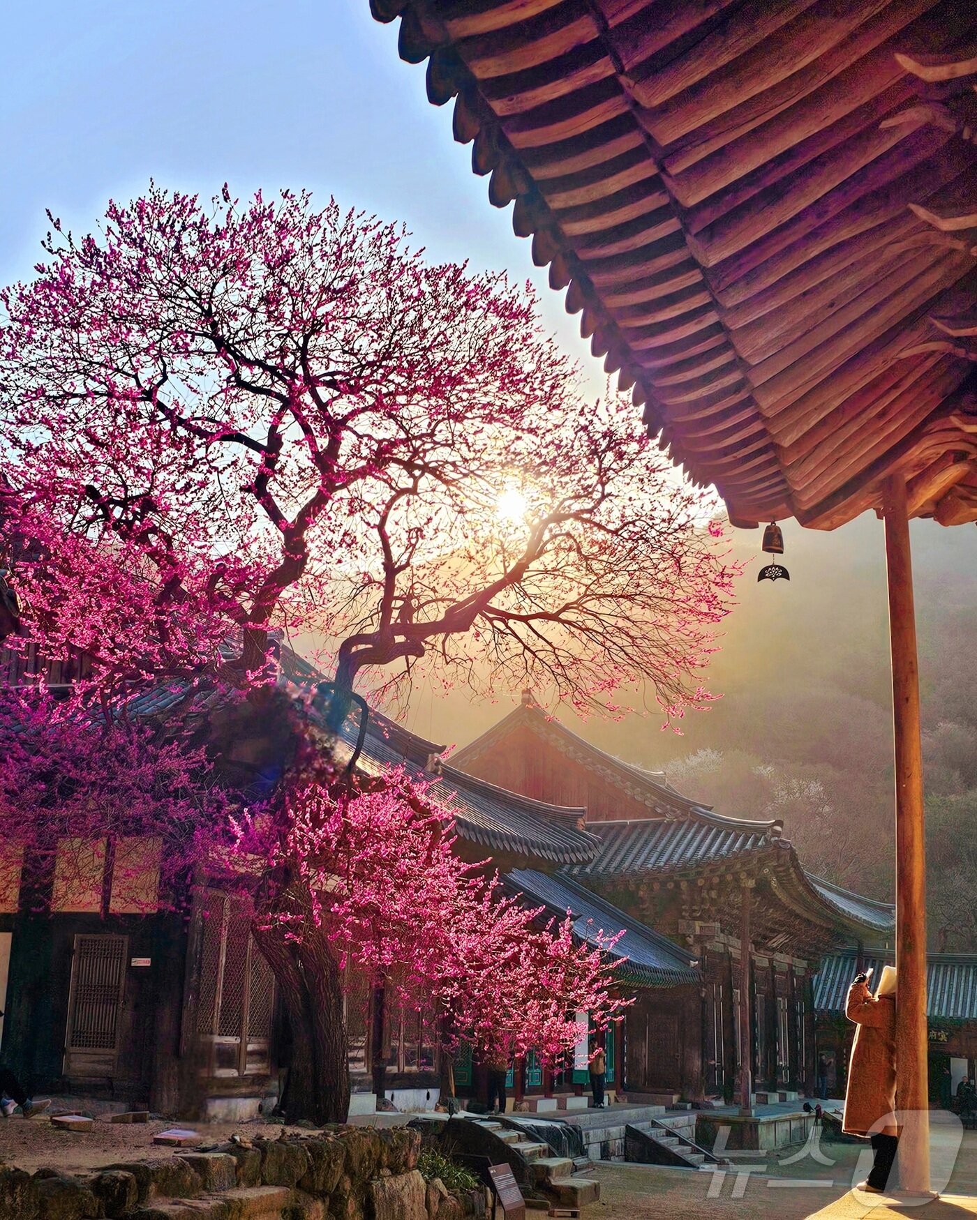 본문 이미지 - 홍매화_휴대폰사진_총무국장스님상_유진영 씨 작품 &#39;홍매화의아침.그리고 나&#39; &#40;화엄사 제공. 재판매 및 DB 금지&#41; 2025.4.25/뉴스1 ⓒ News1 포토공용 기자