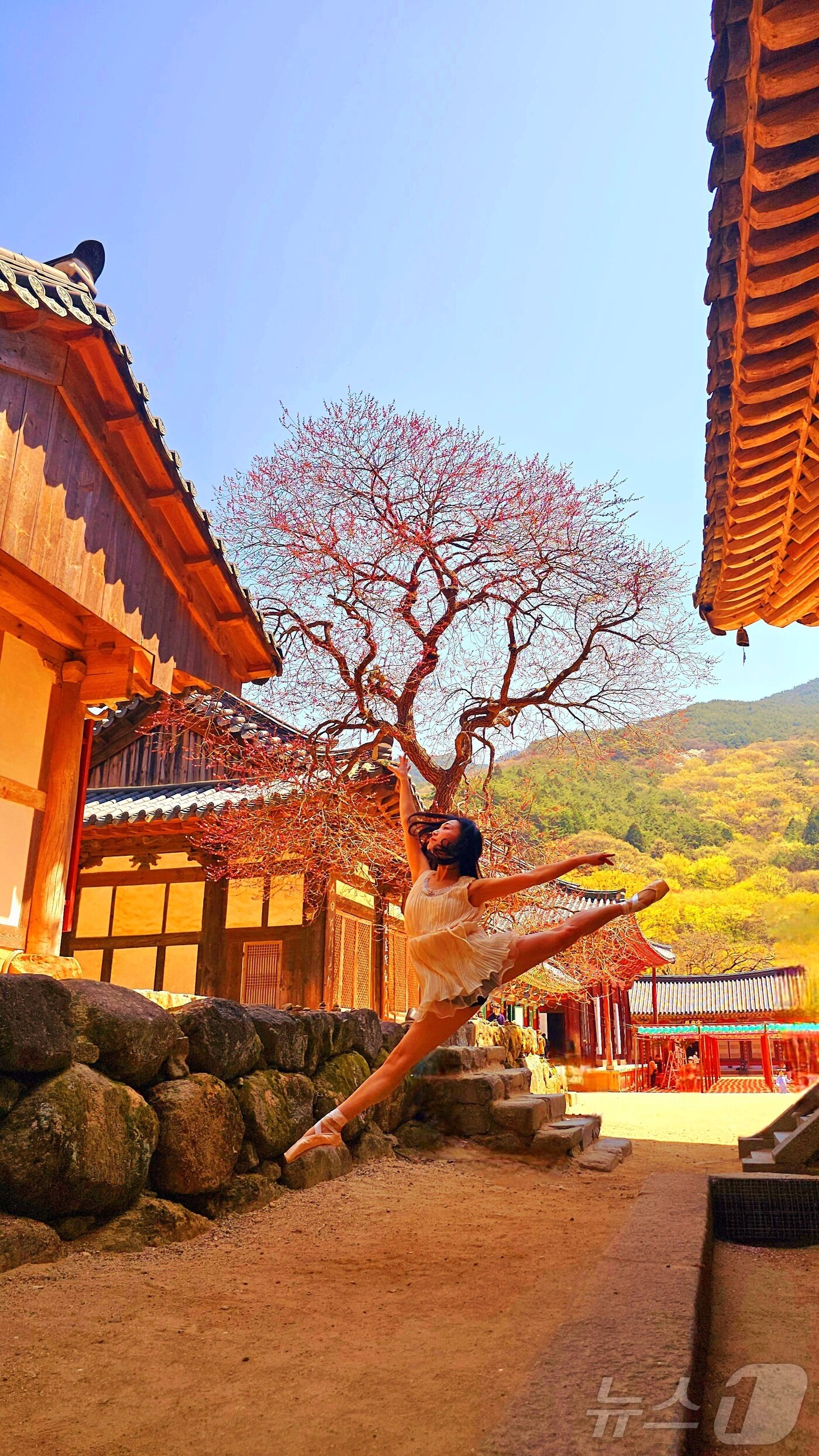 본문 이미지 - 홍매화_휴대폰사진_부주지스님상_한현주 씨 작품 &#39;불심에 스민 홍매/몸은 흙에 닿고 마음은 하늘에 닿는다&#39; &#40;화엄사 제공. 재판매 및 DB 금지&#41; 2025.4.25/뉴스1 ⓒ News1 포토공용 기자