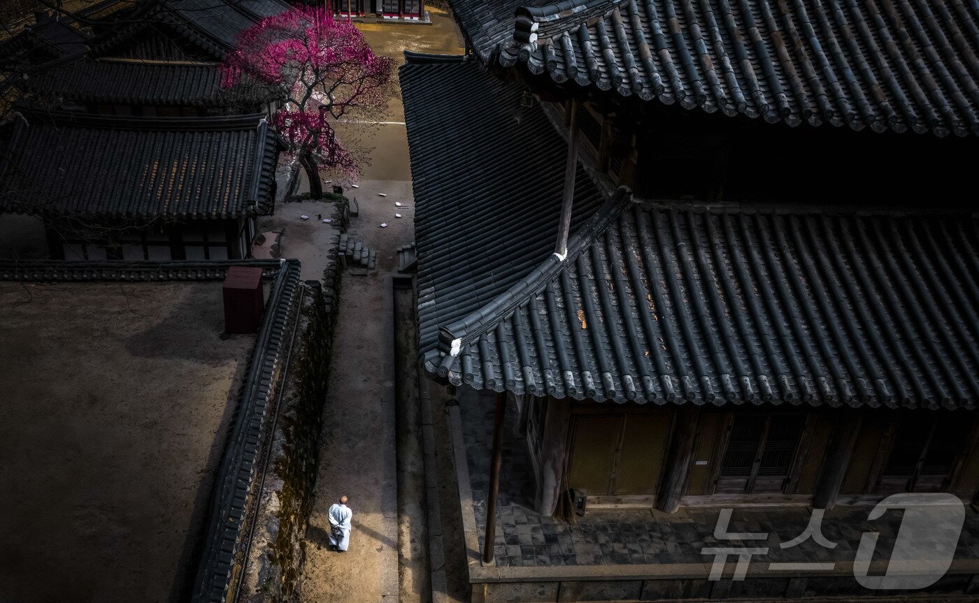 본문 이미지 - 홍매화 전문사진 우수상_부주지스님상_이기성 씨 작품 &#39;인연,어울림&#39; &#40;화엄사 제공. 재판매 및 DB 금지&#41; 2025.4.25/뉴스1 ⓒ News1 포토공용 기자