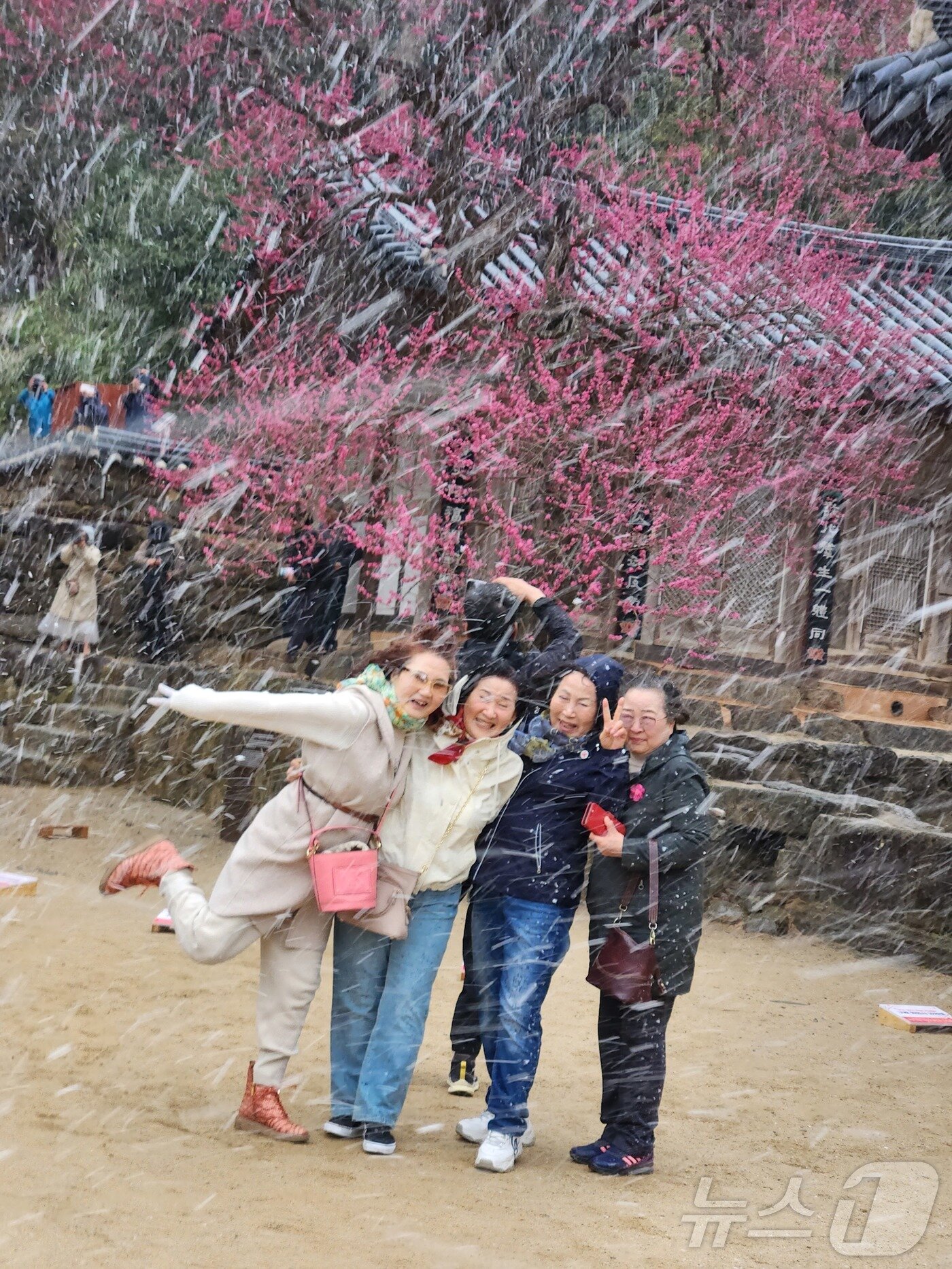 본문 이미지 - 홍매화_휴대폰사진_포교국장스님상_이정재 씨 작품 &#39;우리도 소녀들 마음으로&#39; &#40;화엄사 제공. 재판매 및 DB 금지&#41; 2025.4.25/뉴스1 ⓒ News1 포토공용 기자