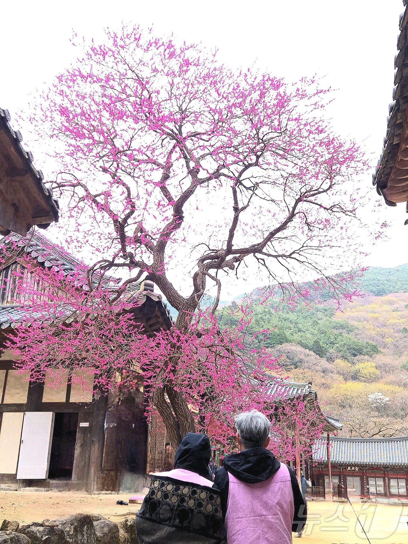 본문 이미지 - 홍매화_휴대폰사진_리더스포럼상임대표상_김은희 씨 작품 &#39;무제&#39; &#40;화엄사 제공. 재판매 및 DB 금지&#41; 2025.4.25/뉴스1 ⓒ News1 포토공용 기자