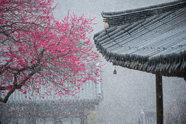 '2025 화엄사 홍매화·들매화 사진콘테스트' 수상작 발표