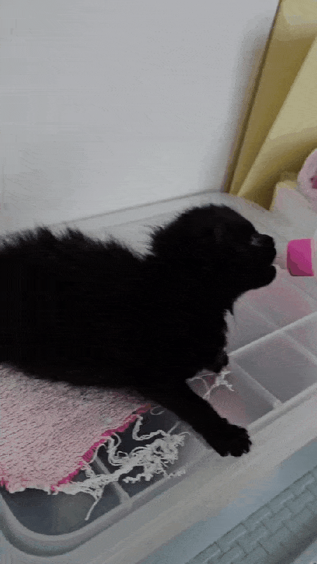 본문 이미지 - 인공 수유로 분유 먹여 키운 에반이&#40;인스타그램 heeeee_kite 제공&#41; ⓒ 뉴스1