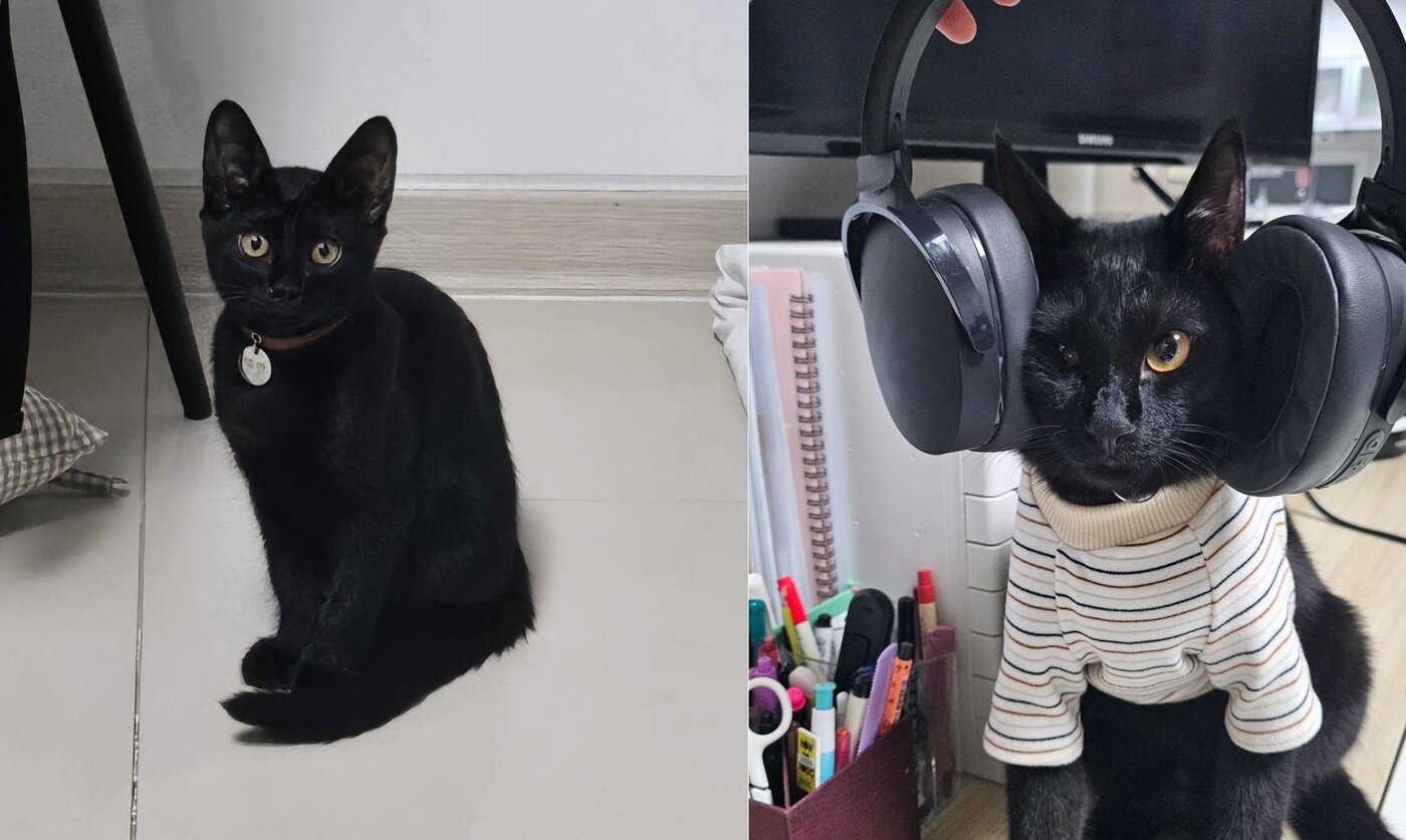 본문 이미지 - 사랑스러운 애교쟁이 에반&#40;인스타그램 heeeee_kite 제공&#41; ⓒ 뉴스1