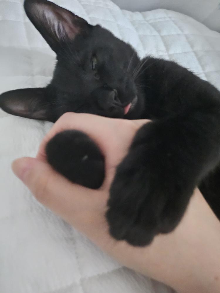 본문 이미지 - 손을 꼭 껴안고 잠든 에반&#40;인스타그램 heeeee_kite 제공&#41; ⓒ 뉴스1