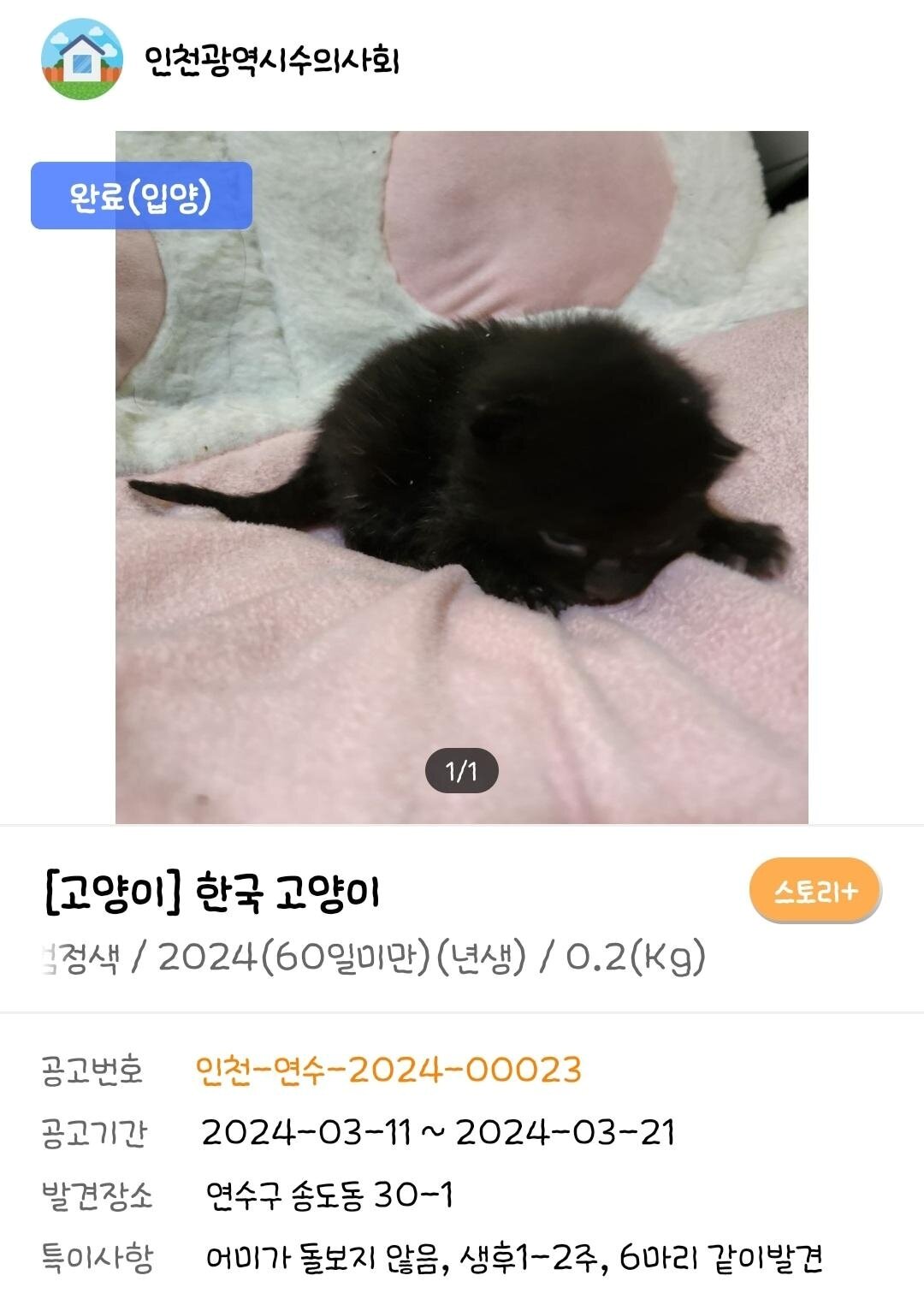 본문 이미지 - 인천 보호소 입양공고에 올라왔던 에반이&#40;사진 동물보호관리시스템&#41; ⓒ 뉴스1