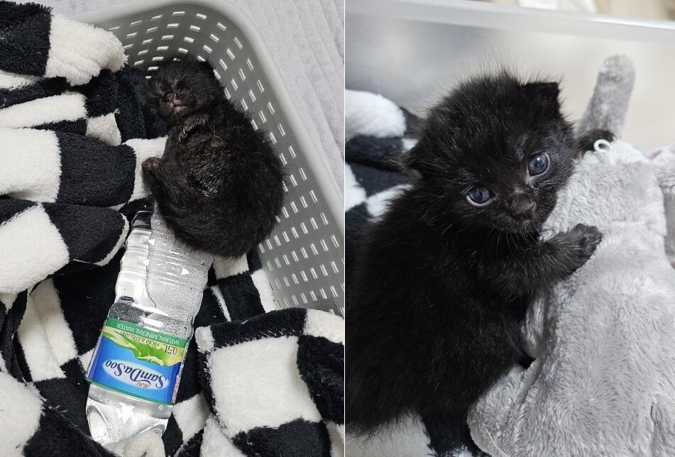 본문 이미지 - 체중 200g이었던 에반&#40;인스타그램 heeeee_kite 제공&#41; ⓒ 뉴스1