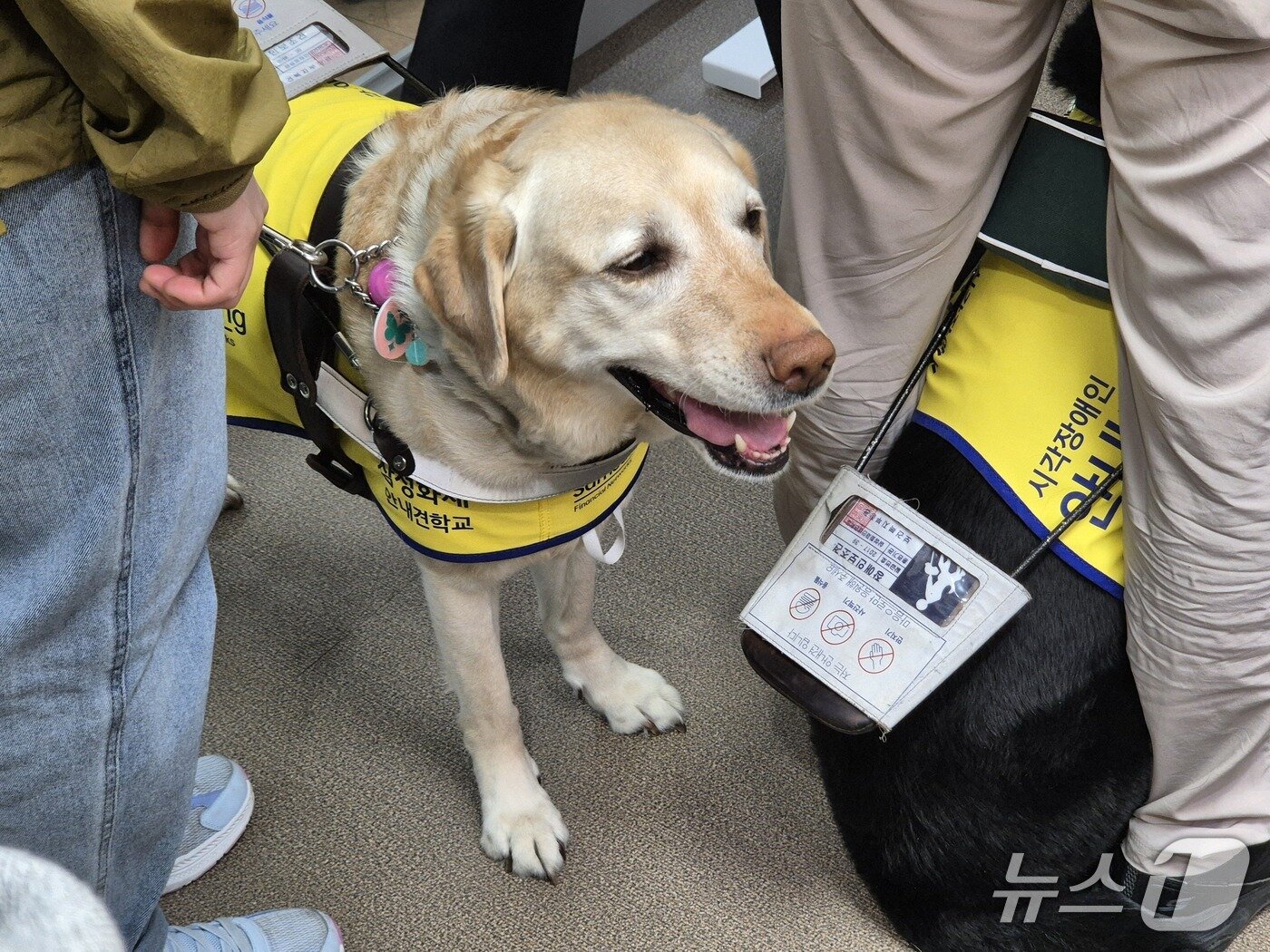 본문 이미지 - 25일 서울남부지법을 방문한 시각장애인 안내견의 모습. 2025.4.25/뉴스1 ⓒ News1 신윤하 기자