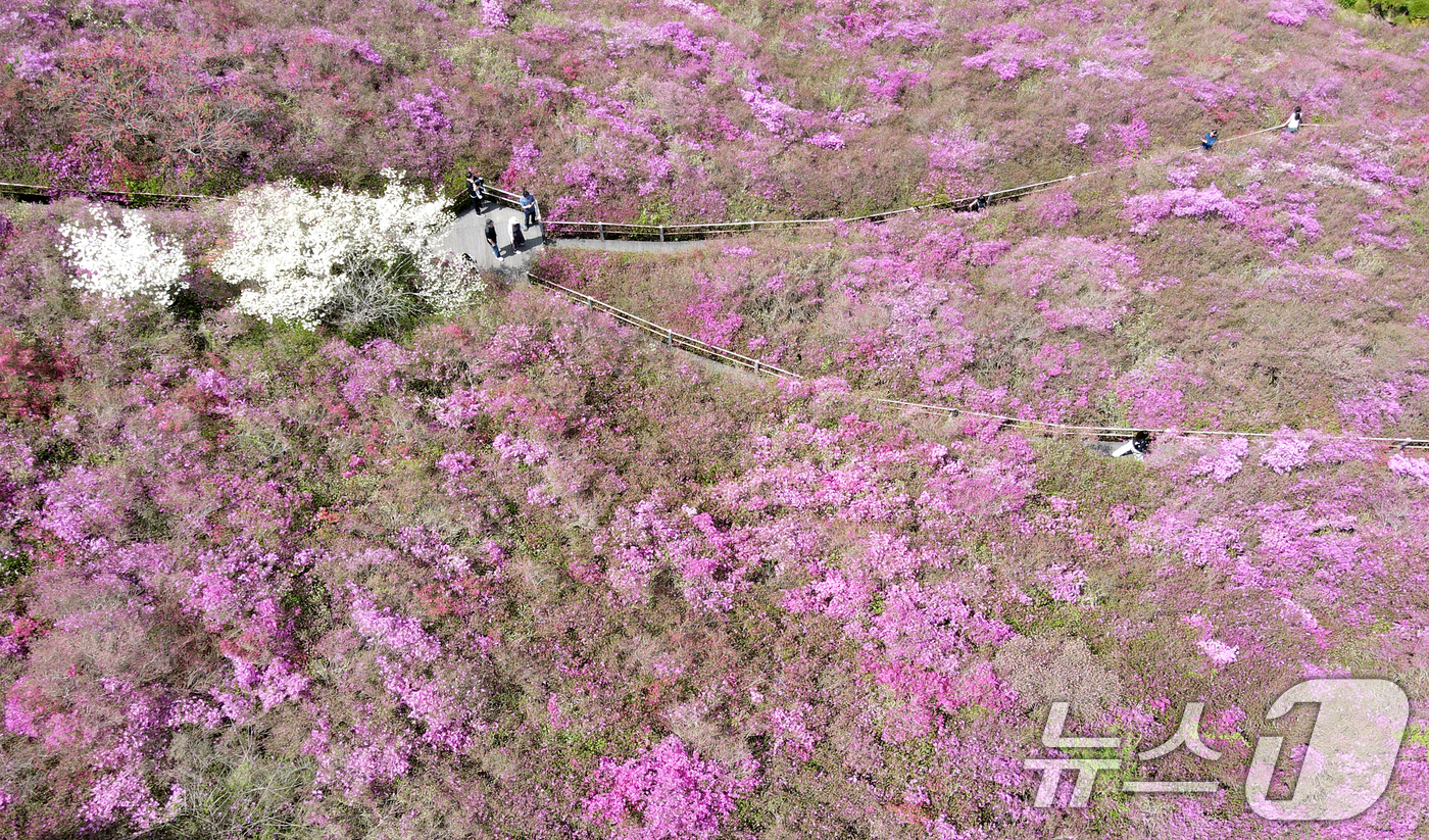 (완주=뉴스1) 유경석 기자 = 완연한 봄날씨를 보인 25일 전북자치도 완주군 화산꽃동산에 봄꽃들이 만발해 있다. 2025.4.25/뉴스1