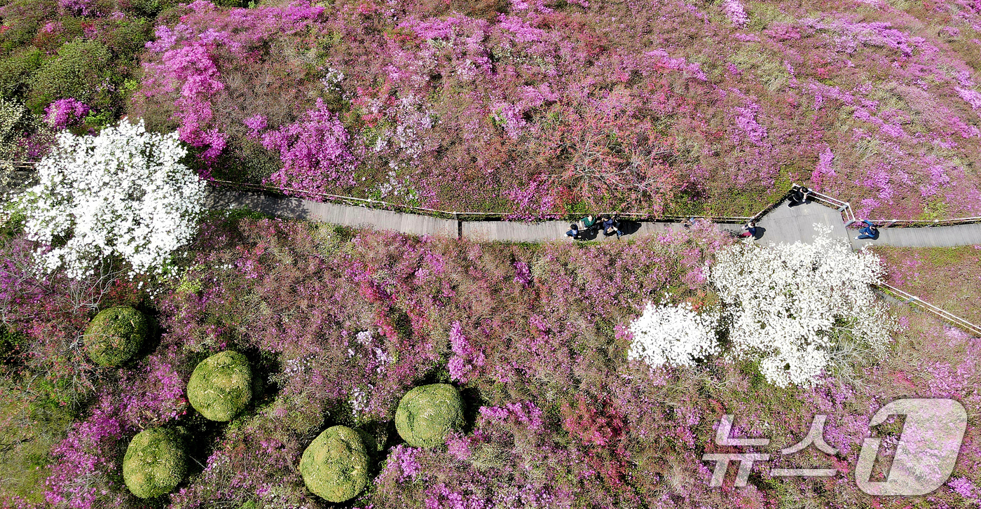 (완주=뉴스1) 유경석 기자 = 완연한 봄날씨를 보인 25일 전북자치도 완주군 화산꽃동산에 봄꽃들이 만발해 있다. 2025.4.25/뉴스1