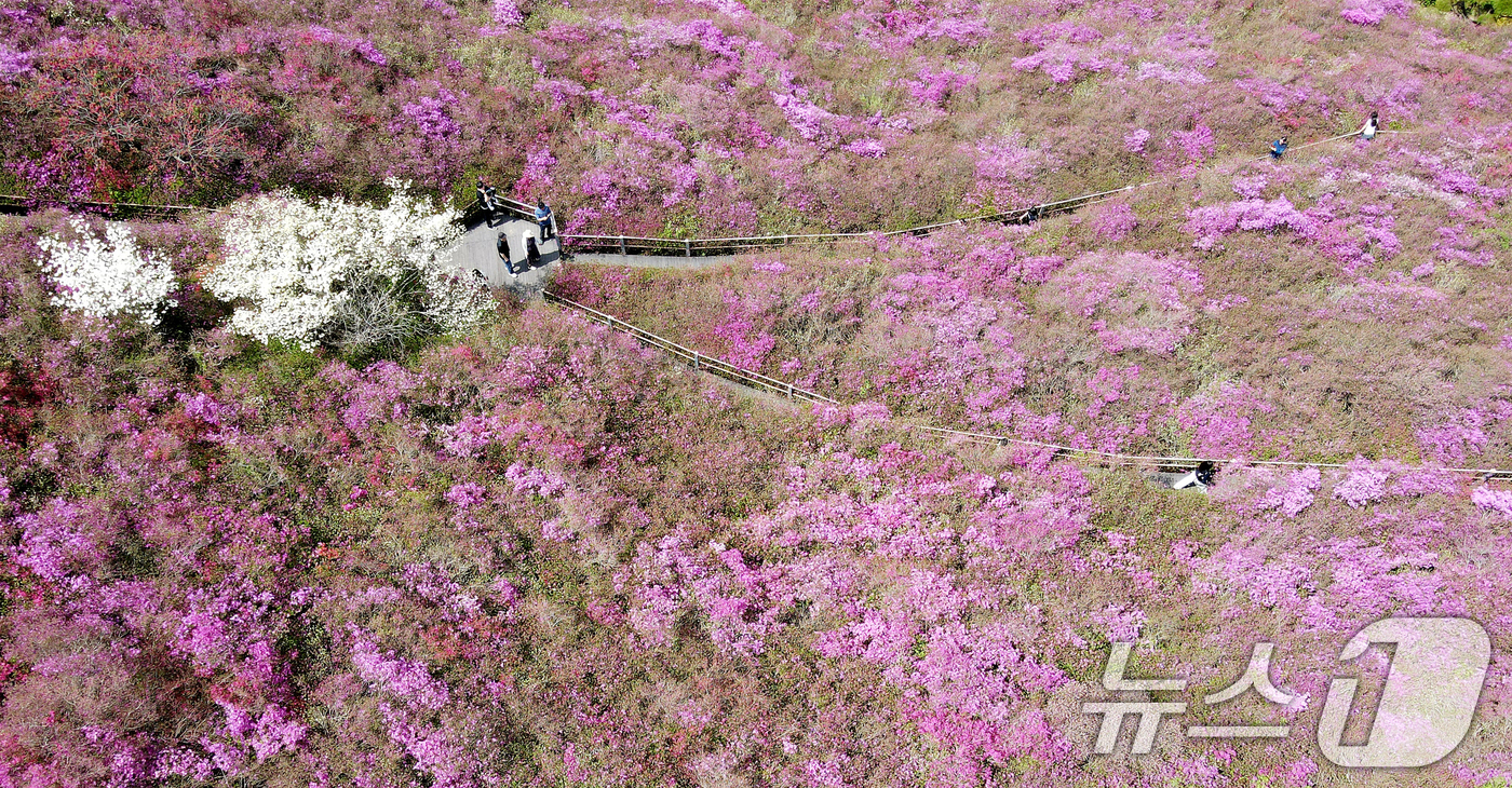(완주=뉴스1) 유경석 기자 = 완연한 봄날씨를 보인 25일 전북자치도 완주군 화산꽃동산에 봄꽃들이 만발해 있다. 2025.4.25/뉴스1