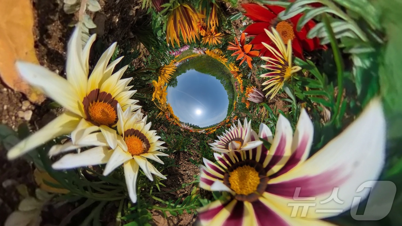 (광주=뉴스1) 박지현 기자 = 맑고 포근한 날씨가 이어지고 있는 25일 광주 북구 대촌동 드론비행연습장 야외정원에 가자니아를 비롯한 봄꽃이 만개해 산책나온 주민들의 발길을 사로잡 …