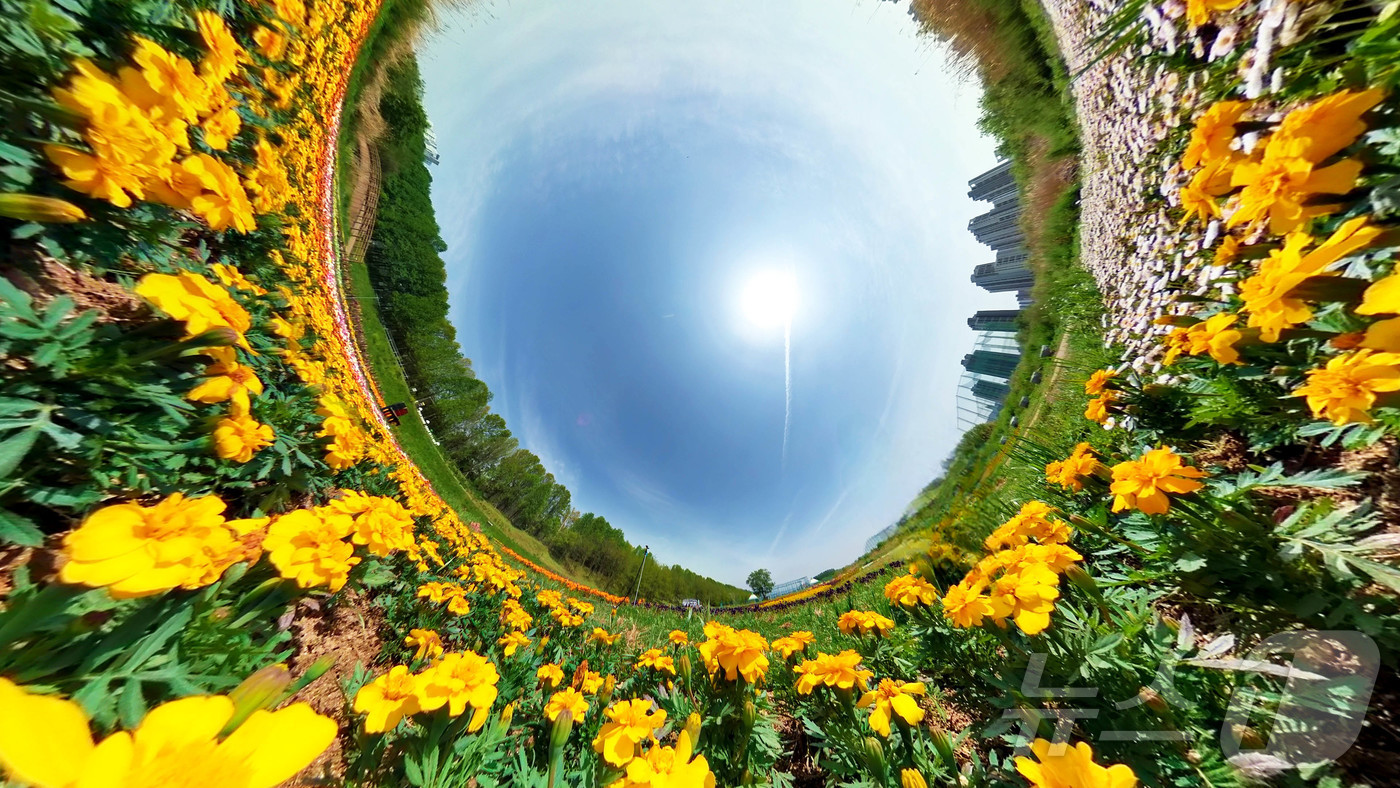 (광주=뉴스1) 박지현 기자 = 맑고 포근한 날씨가 이어지고 있는 25일 광주 북구 대촌동 드론비행연습장 야외정원에 가자니아를 비롯한 봄꽃이 만개해 산책나온 주민들의 발길을 사로잡 …