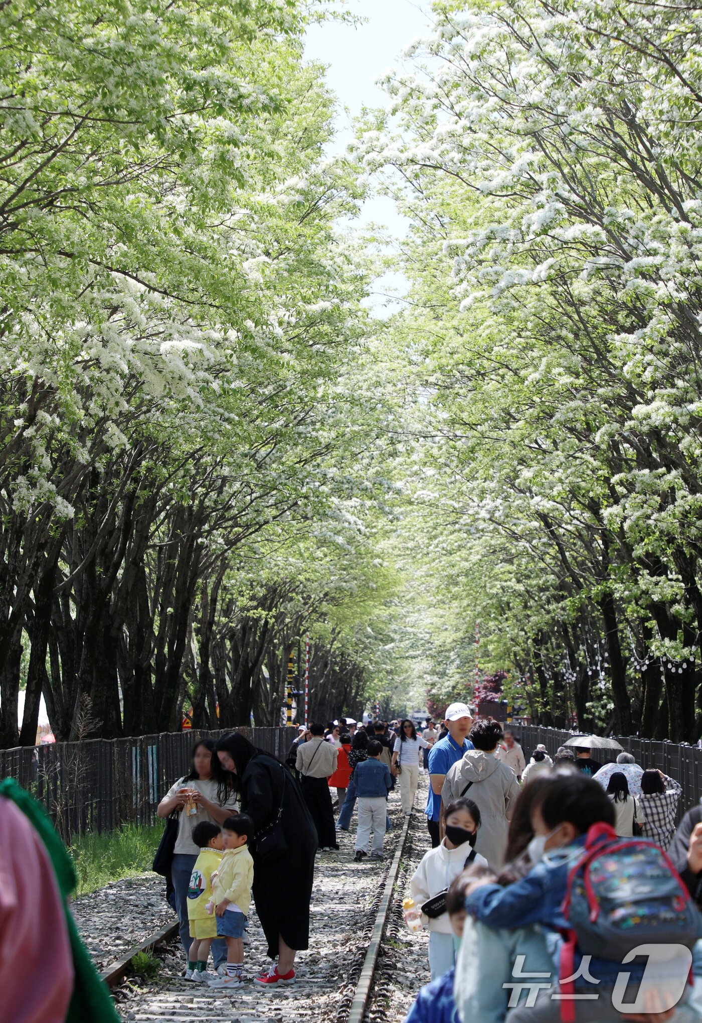 본문 이미지 - 26일 전북자치도 전주시 팔복동 철길이 '2025 전주 이팝나무 축제'를 찾은 시민들과 관광객들로 북적이고 있다. 2025.4.26/뉴스1 ⓒ News1 유경석 기자