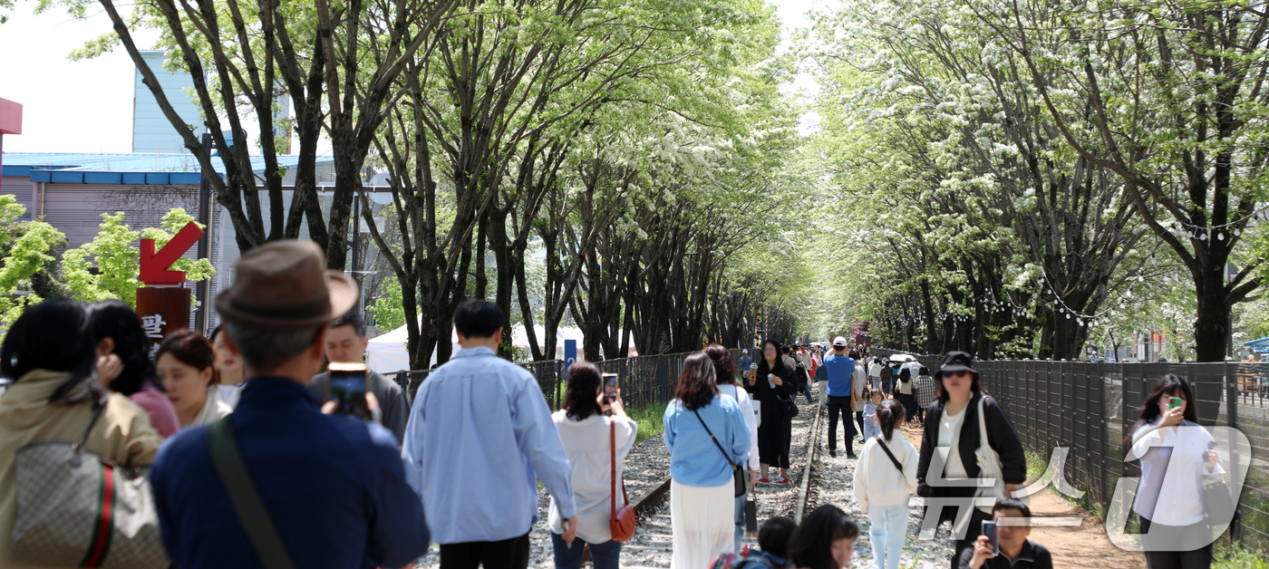 (전주=뉴스1) 유경석 기자 = 26일 전북자치도 전주시 팔복동 철길이 '2025 전주 이팝나무 축제'를 찾은 시민들과 관광객들로 북적이고 있다. 2025.4.26/뉴스1