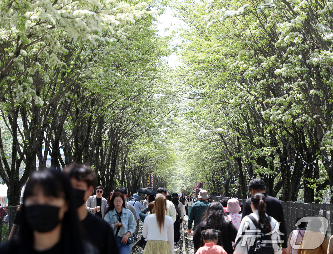 (전주=뉴스1) 유경석 기자 = 2025 전주 이팝나무 축제 개막날인 26일 전북자치도 전주시 팔복동 철길이 이팝나무 구경을 나선 시민들과 관광객들로 북적이고 있다. 2025.4. …