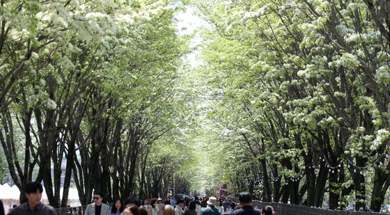 개방 소식에 북적이는 전주 이팝나무 철길
