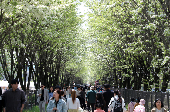 '철길에 내린 눈꽃' 전주 팔복동 이팝나무 철길 개방…5일 간 축제