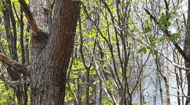 인제 산불 확산…\'산불 1단계\' 발령