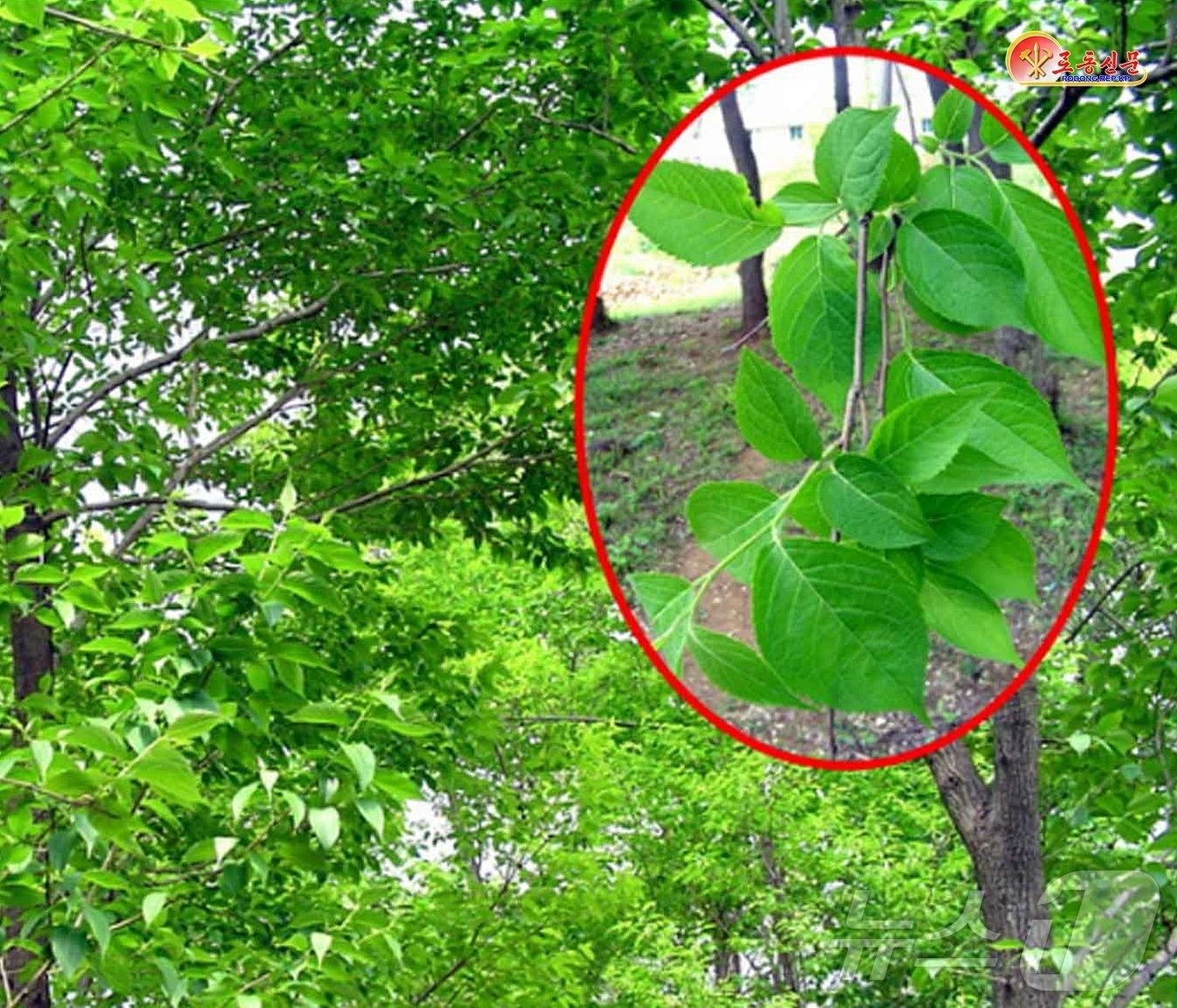 (평양 노동신문=뉴스1) = 북한 노동당 기관지 노동신문은 27일 최근 국가과학원 함흥분원 고무재료연구소에서는 두충나무 열매와 잎으로부터 고무와 기름을 추출하기 위한 연구사업을 활 …